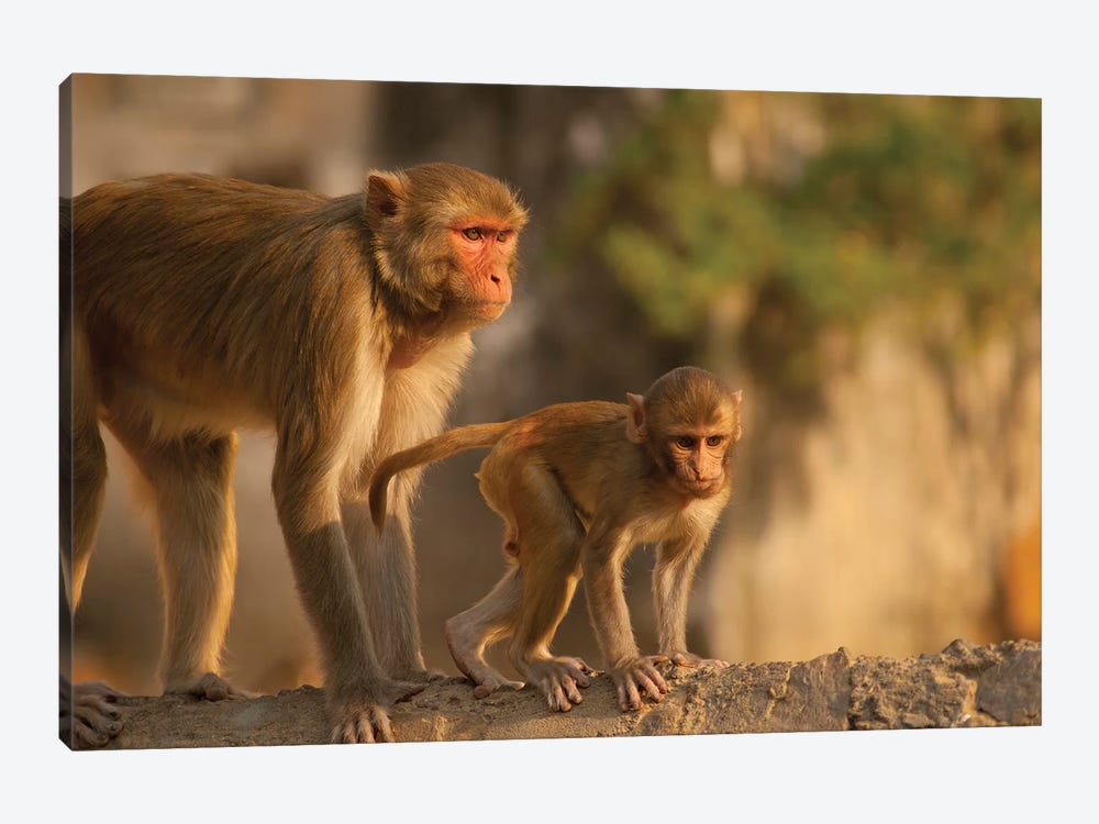 Rhesus Monkey Mother And Baby, Monkey Temple, Jaipur, Rajasthan, India by Inger Hogstrom 1-piece Canvas Art