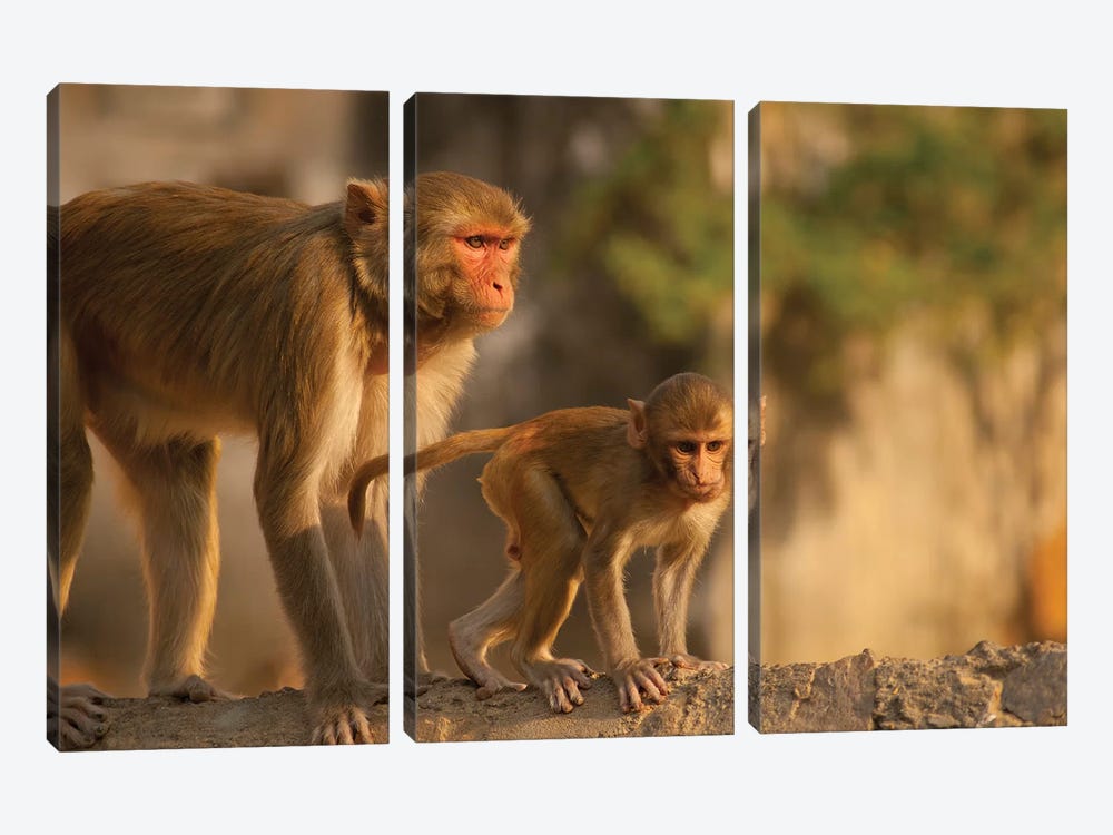 Rhesus Monkey Mother And Baby, Monkey Temple, Jaipur, Rajasthan, India by Inger Hogstrom 3-piece Canvas Wall Art