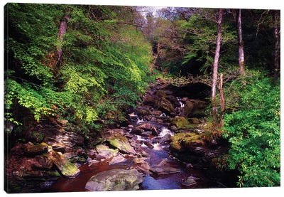 Co Derry, Burntollet River, Ness Woods, Canvas Art Print - Northern Ireland