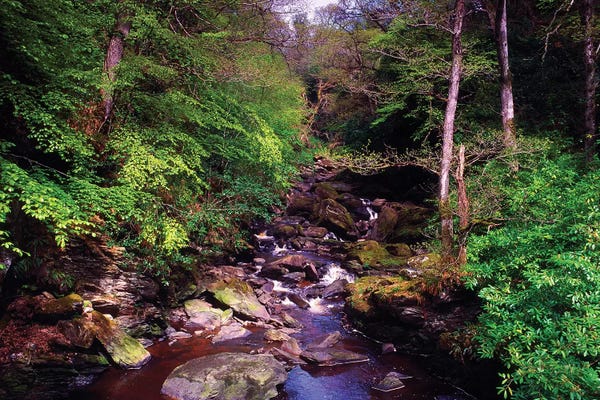Irish Image Collection: Co Derry, Burntollet River, Ness Woods, by Irish Image Collection