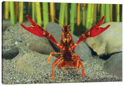Louisiana Crayfish In Defensive Posture, Shiga, Japan Canvas Art Print