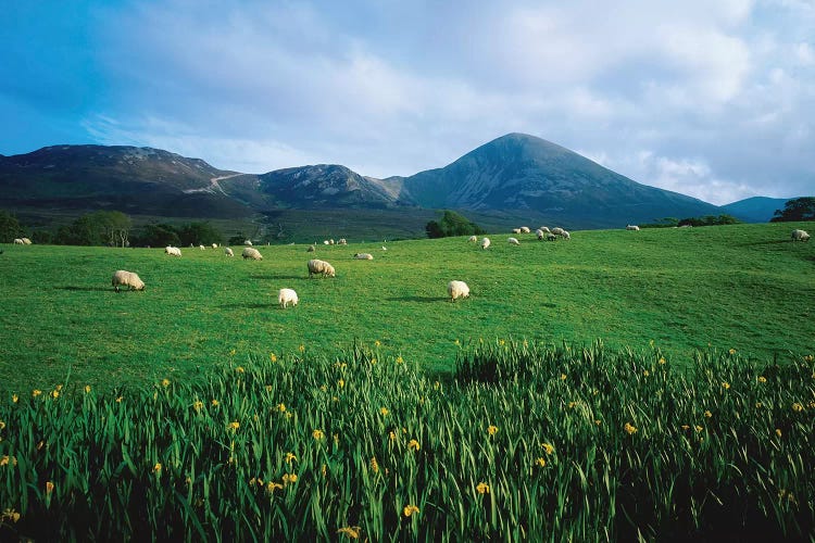 Croagh Patrick, County Mayo, Ireland, Sheep Grazing In Field