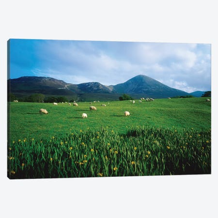 Croagh Patrick, County Mayo, Ireland, Sheep Grazing In Field Canvas Print #IIM31} by Irish Image Collection Canvas Artwork