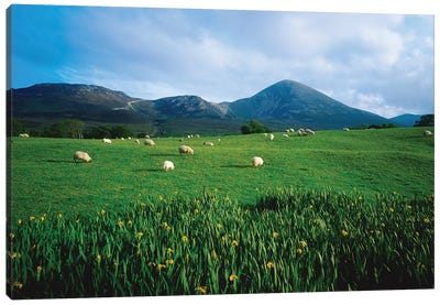 Croagh Patrick, County Mayo, Ireland, Sheep Grazing In Field Canvas Art Print