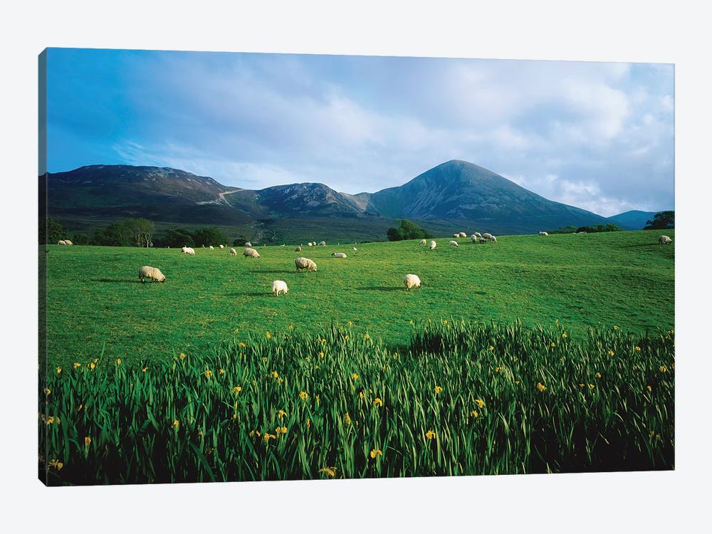 Croagh Patrick, County Mayo, Ireland, Sheep Grazing In Field by Irish Image Collection 1-piece Canvas Print