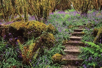 Ardcarrig Gardens, Co Galway, Ireland, Hazel Coppice And Bluebells by Irish Image Collection canvas print