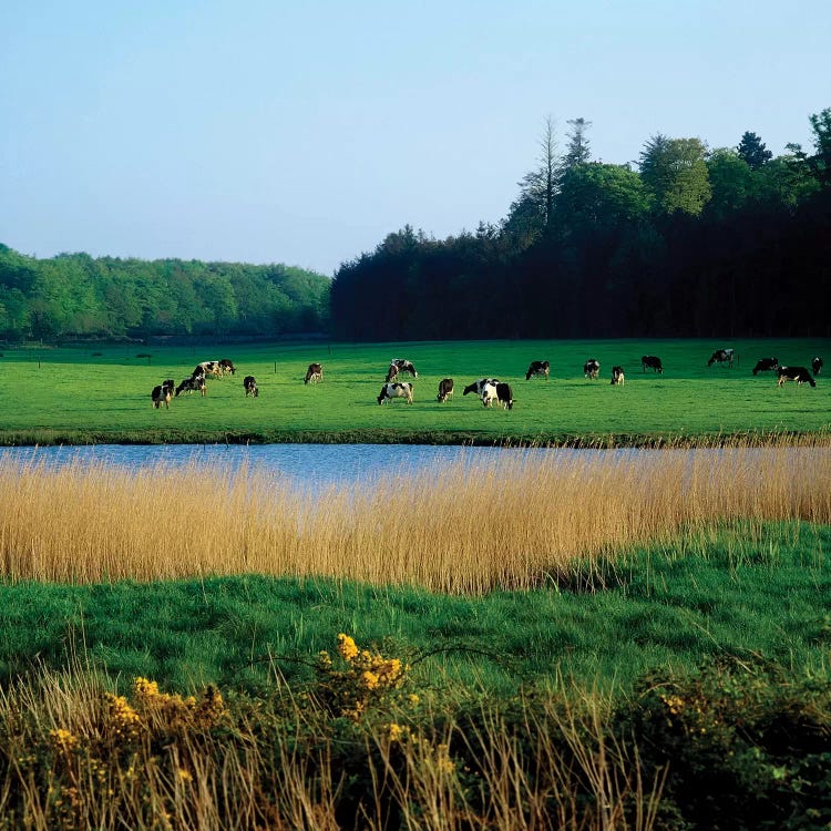 Friesian Cattle, Near Cobh, Co Cork, Ireland