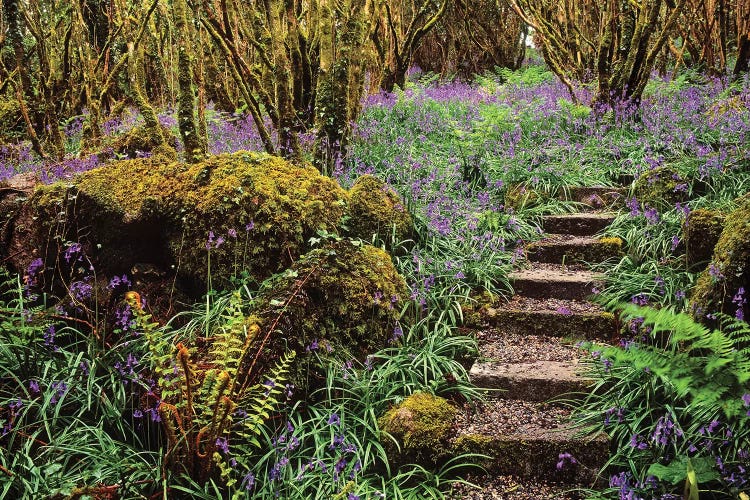 Ardcarrig Gardens, Co Galway, Ireland, Hazel Coppice And Bluebells