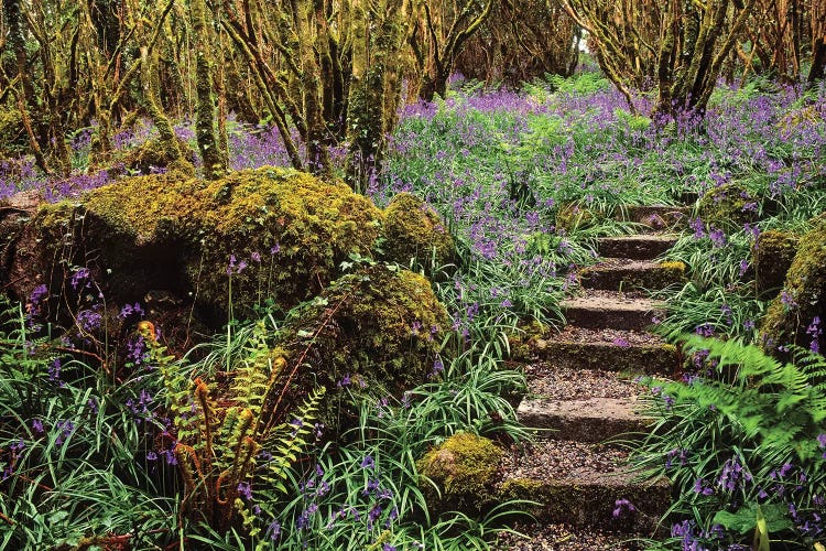 Ardcarrig Gardens, Co Galway, Ireland, Hazel Coppice And Bluebells by Irish Image Collection wall art