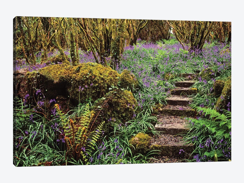 Ardcarrig Gardens, Co Galway, Ireland, Hazel Coppice And Bluebells by Irish Image Collection 1-piece Canvas Print