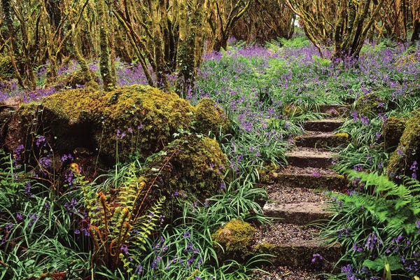 Irish Image Collection: Ardcarrig Gardens, Co Galway, Ireland, Hazel Coppice And Bluebells by Irish Image Collection