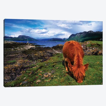 Highland Cattle, Scotland Canvas Print #IIM54} by Irish Image Collection Art Print