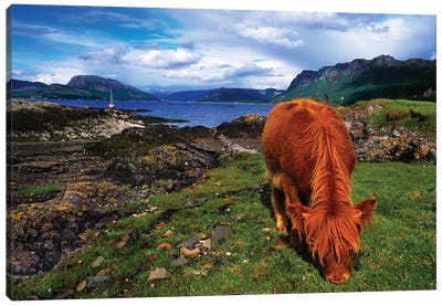 Highland Cattle, Scotland Canvas Art Print - Irish Image Collection