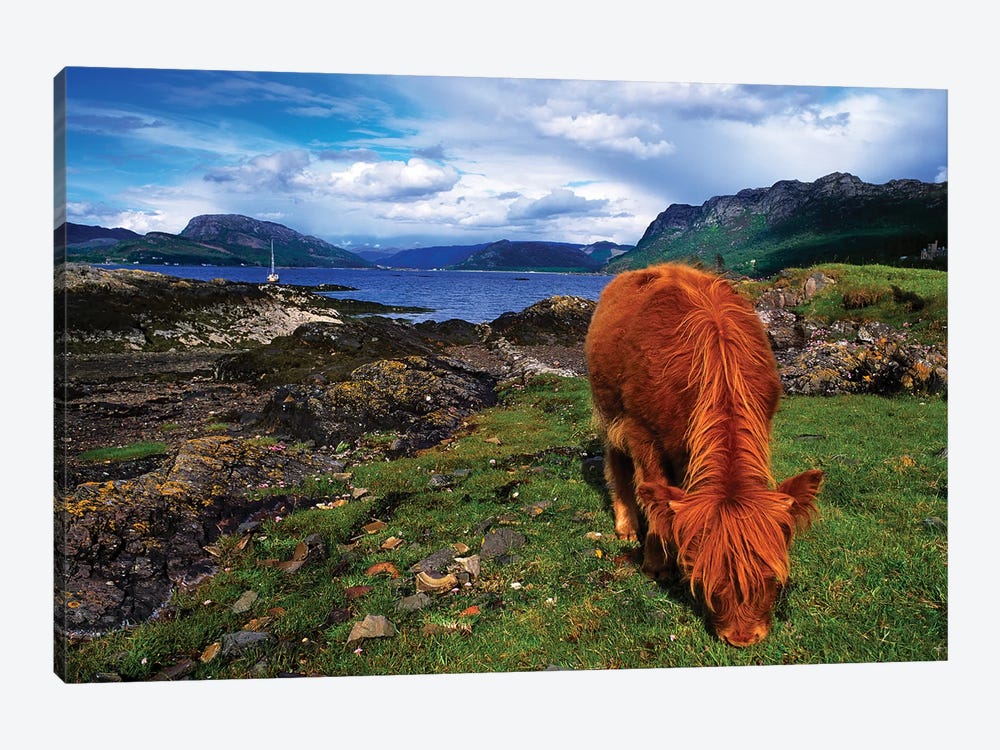 Highland Cattle, Scotland by Irish Image Collection 1-piece Canvas Artwork