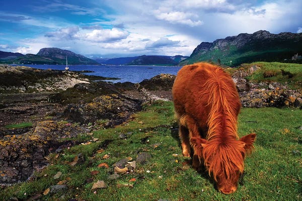 Irish Image Collection: Highland Cattle, Scotland by Irish Image Collection