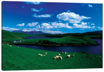 Sheep, Farm On The Isle Of Skye, Scotland Canvas Art Print