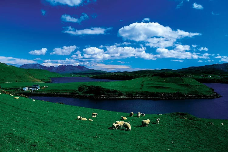 Sheep, Farm On The Isle Of Skye, Scotland by Irish Image Collection wall art