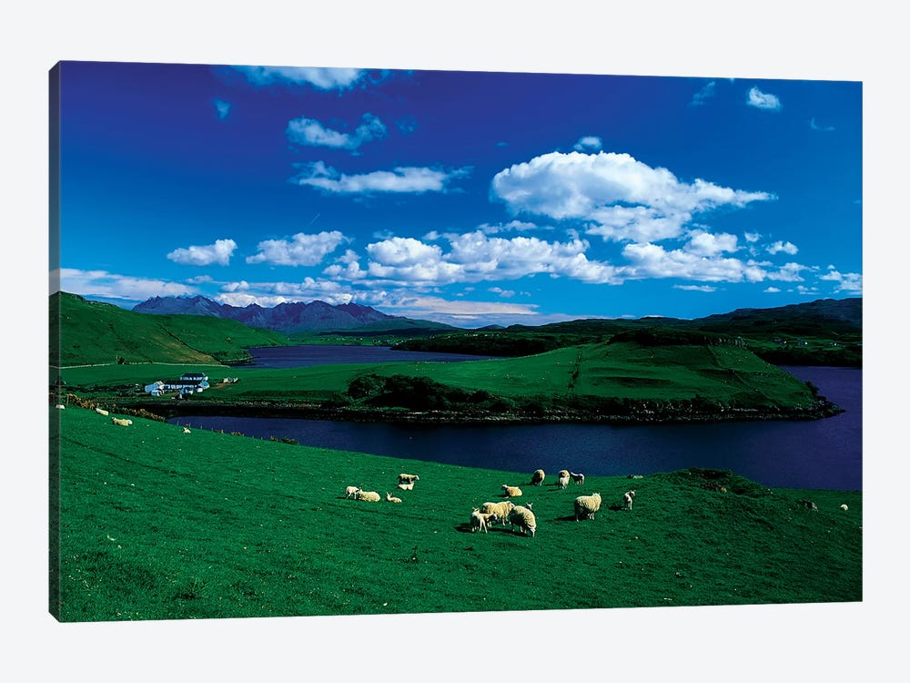 Sheep, Farm On The Isle Of Skye, Scotland by Irish Image Collection 1-piece Canvas Art Print