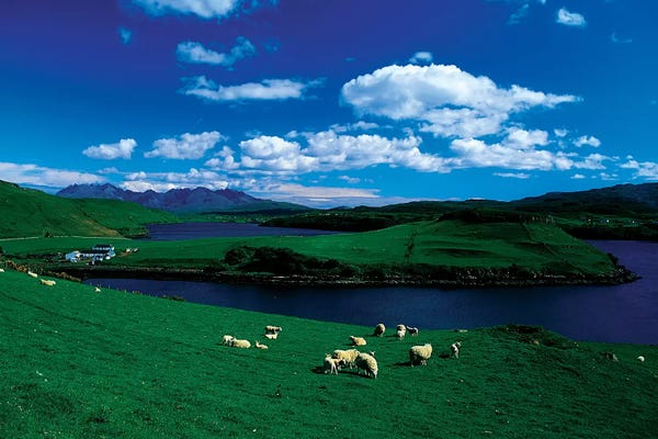 Irish Image Collection: Sheep, Farm On The Isle Of Skye, Scotland by Irish Image Collection