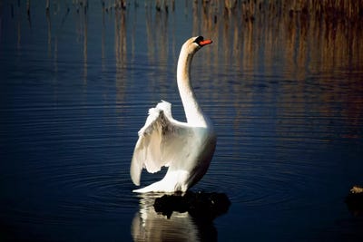 Swan Spreading Its Wings by Irish Image Collection art print