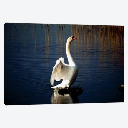 Swan Spreading Its Wings Canvas Print #IIM76} by Irish Image Collection Art Print