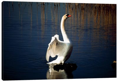 Swan Spreading Its Wings Canvas Art Print