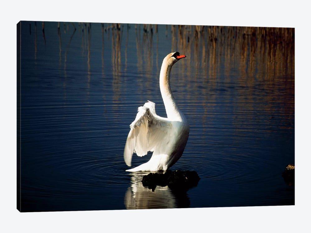 Swan Spreading Its Wings by Irish Image Collection 1-piece Canvas Art