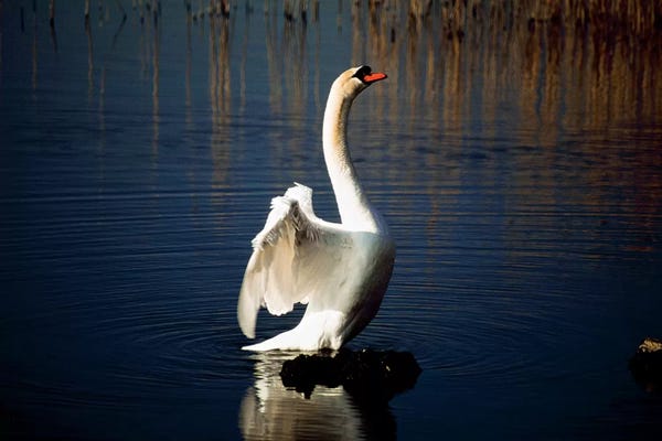 Irish Image Collection: Swan Spreading Its Wings by Irish Image Collection
