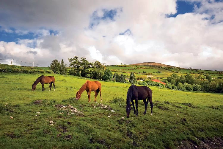 Three Horses Grazing In Field