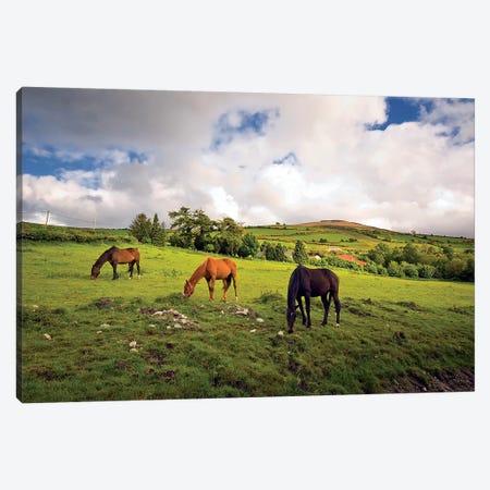 Three Horses Grazing In Field Canvas Print #IIM77} by Irish Image Collection Art Print