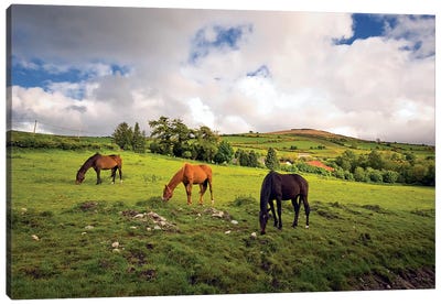 Three Horses Grazing In Field Canvas Art Print