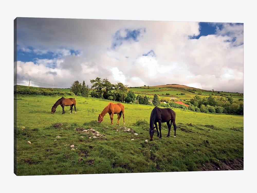 Three Horses Grazing In Field by Irish Image Collection 1-piece Art Print