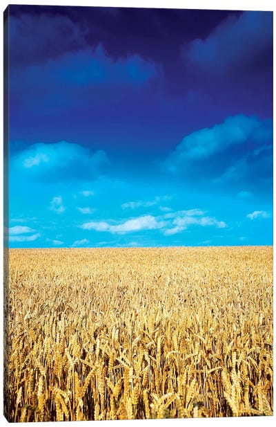 Wheat Field, Near Collon, Co Louth, Ireland Canvas Art Print - Irish Image Collection