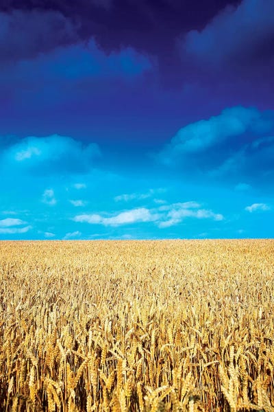 Grasses: Wheat Field, Near Collon, Co Louth, Ireland by Irish Image Collection