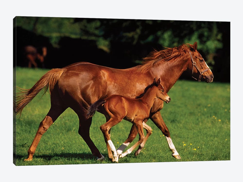 Thoroughbred Chestnut Mare & Foal, Ireland by Irish Image Collection 1-piece Canvas Artwork