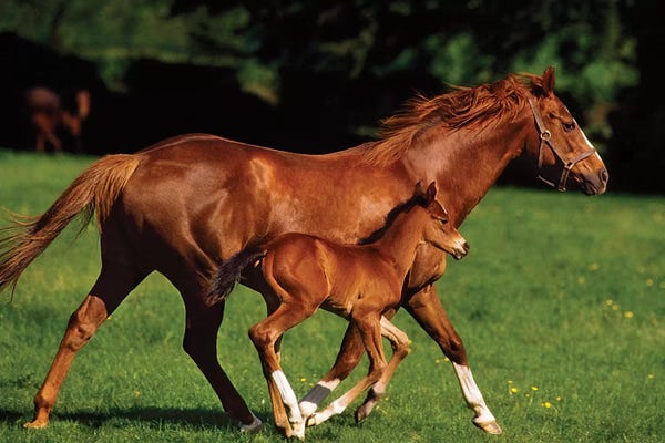 Thoroughbred Chestnut Mare & Foal, Ireland