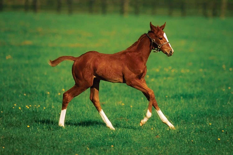 Thoroughbred Mare, National Stud, Kildare Town, Ireland