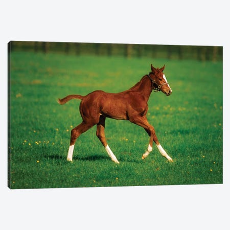 Thoroughbred Mare, National Stud, Kildare Town, Ireland Canvas Print #IIM84} by Irish Image Collection Canvas Art