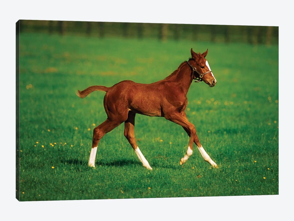 Thoroughbred Mare, National Stud, Kildare Town, Ireland by Irish Image Collection 1-piece Art Print