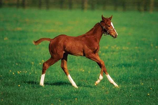 Irish Image Collection: Thoroughbred Mare, National Stud, Kildare Town, Ireland by Irish Image Collection