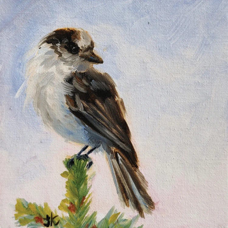 Gray Jay