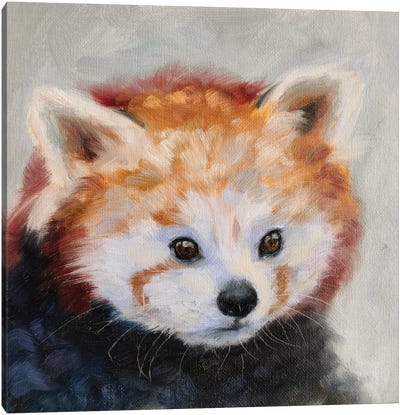 Mild Curiosity Canvas Art Print - Red Panda Art