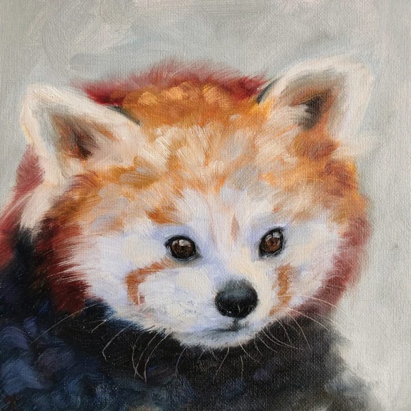 Red Pandas: Mild Curiosity by Iryna Khort