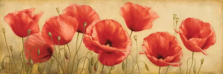 Poppies Grace I