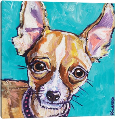 Chihuahua Canvas Art Print - Ilene Richard