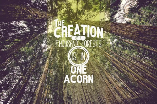 Typography: A Thousand Forests by 5by5collective