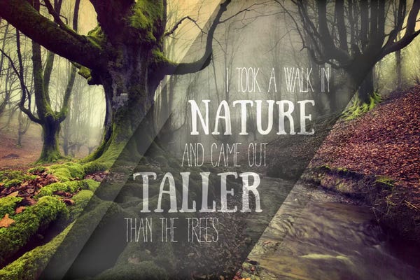 Forests: Taller Than the Trees by 5by5collective