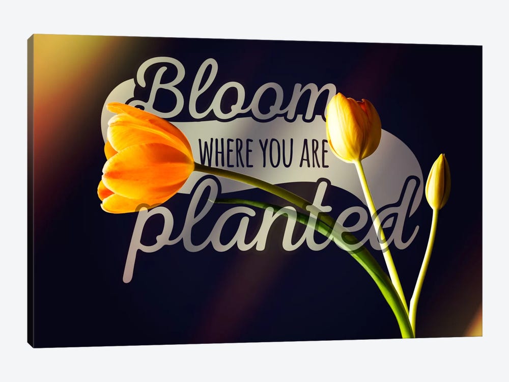 Bloom Where you're Planted by 5by5collective 1-piece Canvas Print