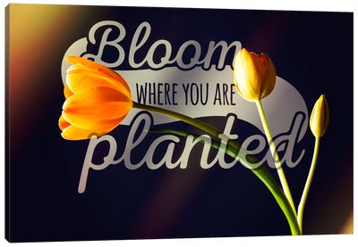Bloom Where you're Planted Canvas Art Print - Inspirational Art
