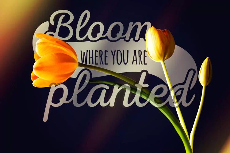 Bloom Where you're Planted